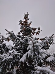 snow on a branch, spruce branch, needles, spruce, fir tree, pine, winter, snow