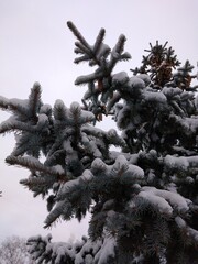 snow on a branch, spruce branch, needles, spruce, fir tree, pine, winter, snow