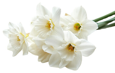 Obraz premium PNG White flower narcissus blossom plant.