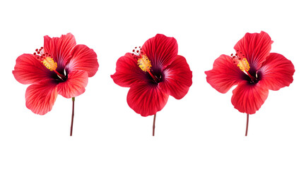 Obraz premium Red hibiscus flowers isolated on a transparent background, cutout