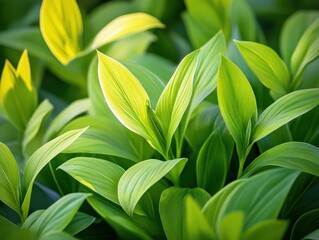 Obraz premium vibrant green leaves in natural light