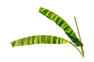 tropical banana leaf isolated on white background