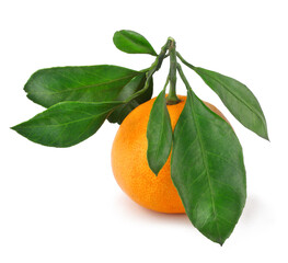 Tangerine isolated on a white background.