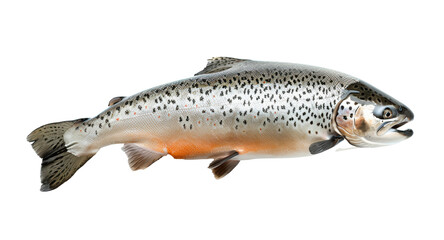 Naklejka premium Fish, fresh raw salmon isolated on transparent background