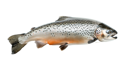 Fish, fresh raw salmon isolated on transparent background