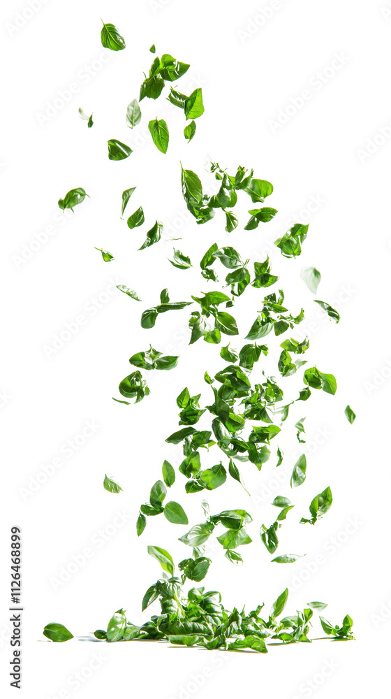 Poster Falling basil, isolated on transparent background