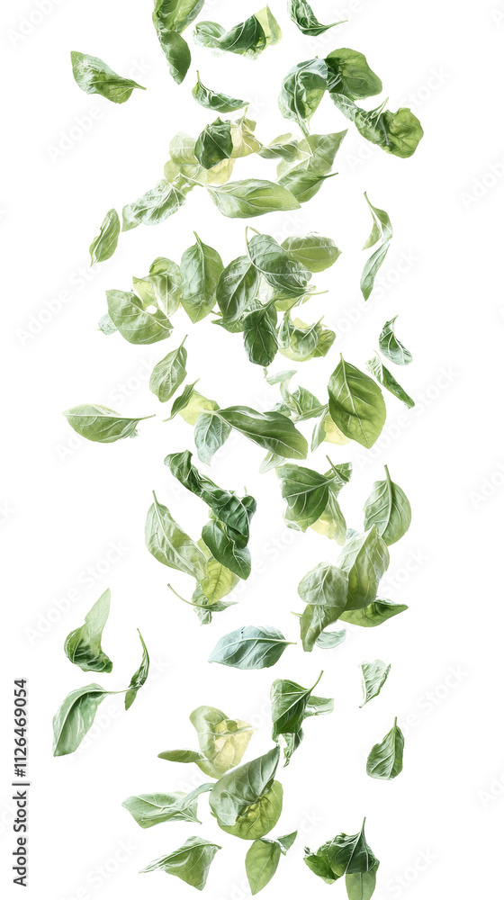 Poster Falling basil, isolated on transparent background