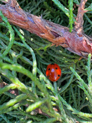 ladybird on a leaf