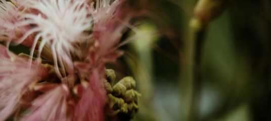 close up of dry grass
