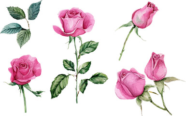 set of pink roses