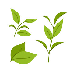 Set of illustrations green tea leaves and twigs. Ingredients for a hot drink. Matcha. Flat illustration on white background.