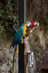 macaw parrot birds parrots blue red animals ara turkey antalya summer holidays zoo exotic 