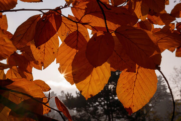 Autumn at Parco Sempione, Milan
