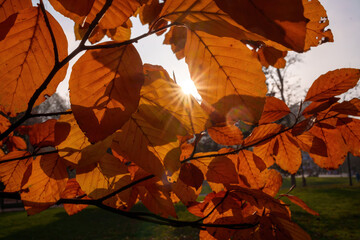 Autumn at Parco Sempione, Milan