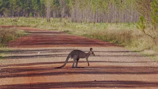 4K video, Kangaroo and joey on red dirt road, outback landscape Queensland Australia, native animal fauna wildlife	