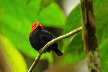 Red-capped manakin (Ceratopipra mentalis) sitting on a branch