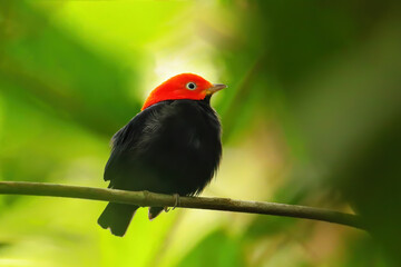 Red-capped manakin (Ceratopipra mentalis) sitting on a branch