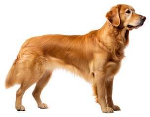 PNG Mammal animal dog pet.