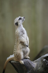 Fototapeta premium portrait meerkat(Suricata suricatta) standing on stump and alert.