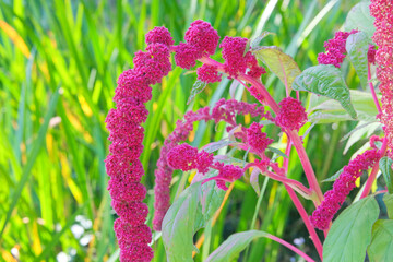 Amaranthus caudatus of purple color. Growing plant protein in organic garden. Bright effect background. Farming. Cottage garden.