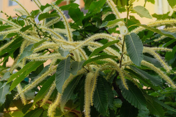 Castanea sativa is growing in garden. Blooming tree in park. Cottage garden. Sunny day.