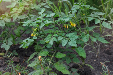 Potato bush is growing in rural garden. Green seedling in countryside. Growing vegetables. Farming. Cottage garden.