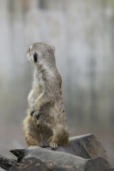 Fototapeta premium portrait meerkat(Suricata suricatta) standing and alert.