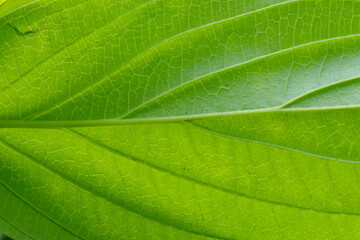 Extreme close up texture of green leaf veins