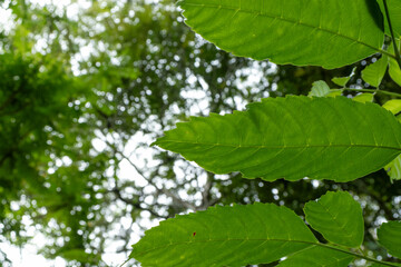 Green leaves in nature