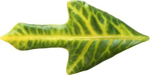 Leaf of a plant in the shape of an arrow