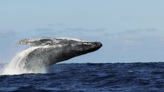 slow motion shot of a humpback whale jumping in waves at background of clear blue sky. Wildlife nature of giant mammal animals. Whale splashing in Pacific Ocean. South Africa fauna, spraying fountain
