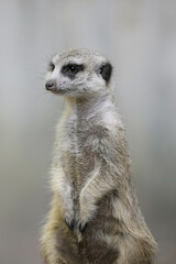 portrait meerkat(Suricata suricatta) standing and alert.