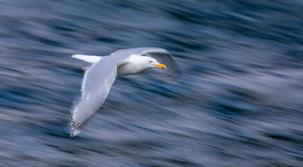 Seagull in flight at sea