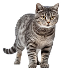 PNG Mammal animal pet relaxation.