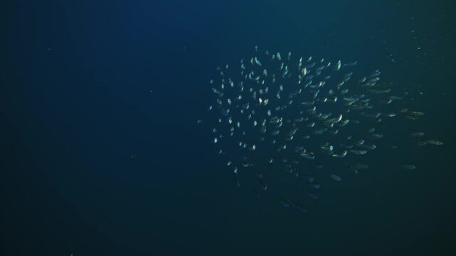 Amazing fish bait ball sardine school run, Pod of dolphins hunt Underwater footage of South Africa. Marine aquatic mammals wildlife of Africa concept. Dolphins attacking pod of fish in Atlantic ocean.