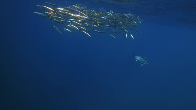 Amazing fish bait ball sardine school run, Pod of dolphins hunt Underwater footage of South Africa. Marine aquatic mammals wildlife of Africa concept. Dolphins attacking pod of fish in Atlantic ocean.