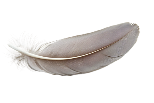 Isolated dove feather displaying its unique patterns and softness isolated on transparent background