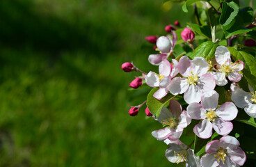 a bunch of pink flowers of blooming sakura that are in the grass background copy space  