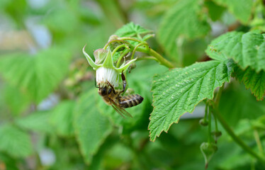 a bee on a blooming plant collecting nectar close up