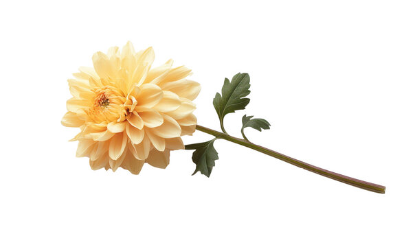 Chrysanthemum flower isolated on transparent background