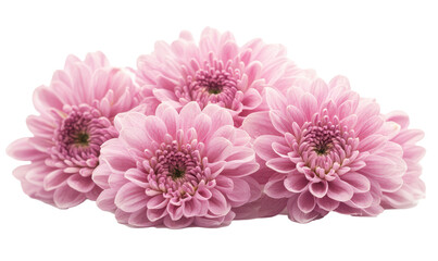 Chrysanthemum flower isolated on transparent background