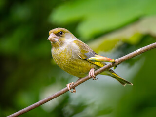 Greenfinch Perched on a Branch