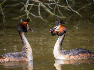 Great Crested Grebes Mirroring Ritual