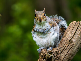 Grey Squirrel Sitting on a Log