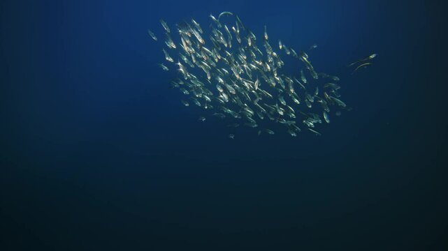 Underwater footage of South Africa. Amazing fish bait ball sardine school run. Pod of dolphins hunt Marine aquatic mammals wildlife of Africa concept. Dolphins attacking pod of fish in Atlantic ocean.