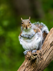 Grey Squirrel Sitting on a Log