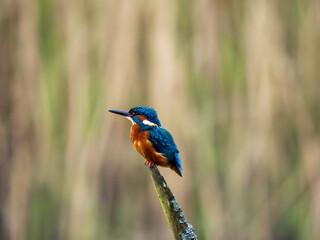 Kingfisher in a Reed Bed Fishing