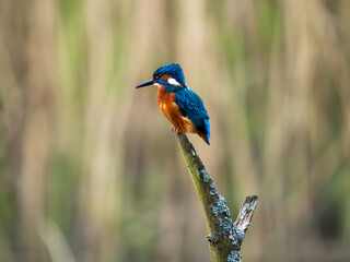 Kingfisher in a Reed Bed Fishing