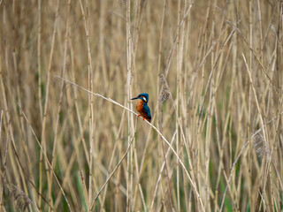 Kingfisher in a Reed Bed Fishing