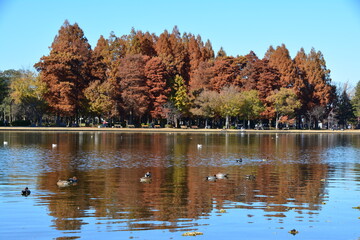 紅葉と水鳥　水辺の風景